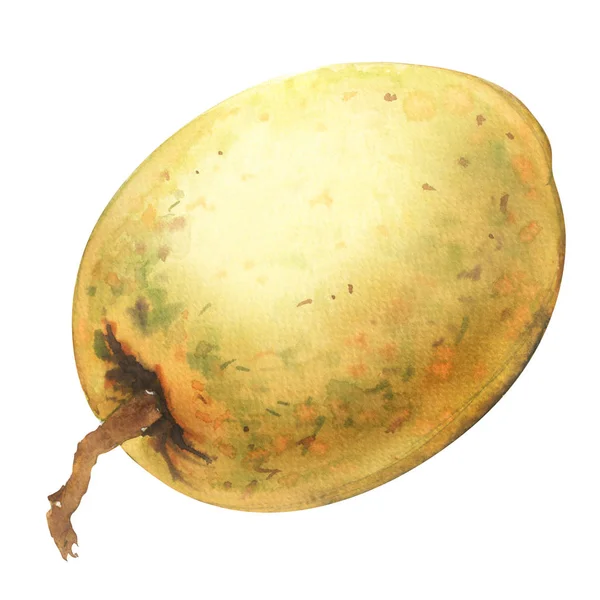Frukt söta Sapodilla, hela isolerade objekt, akvarell illustration på vit — Stockfoto