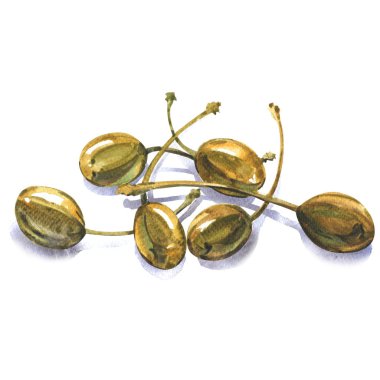 Bütün konserve kapari, yenilebilir meyve Capparis spinosa, Kapari bush, beyaz üzerine flinders gül, izole, suluboya resim yığını