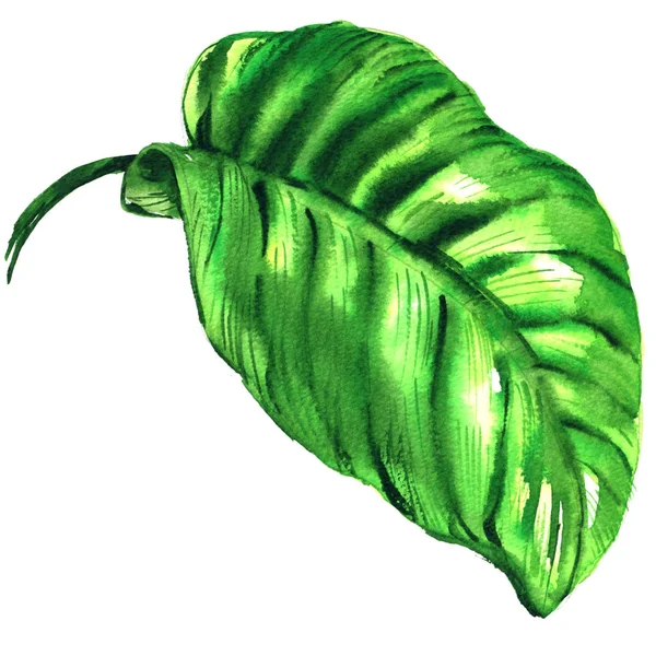 Folha verde tropical isolada, ilustração aquarela sobre branco — Fotografia de Stock