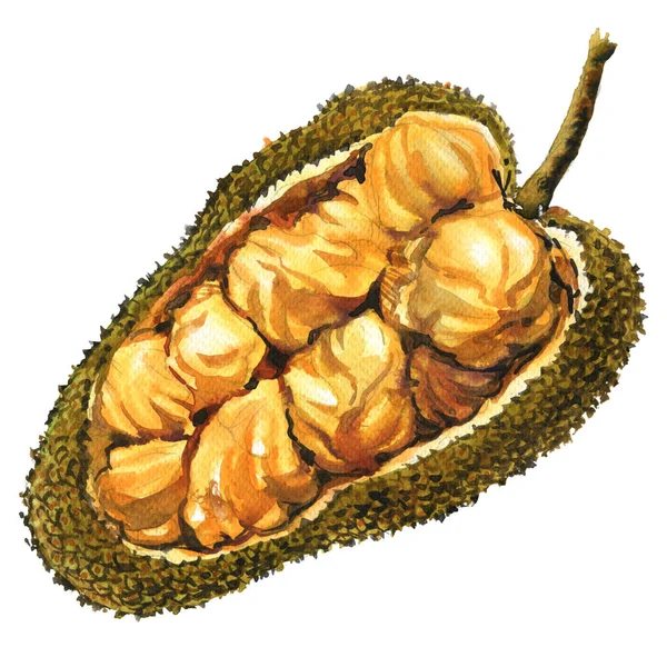 Asian fruit-buah cempedak fruit, artocarpus Integer, object isolated, watercolor illustration on white — Stock Photo, Image