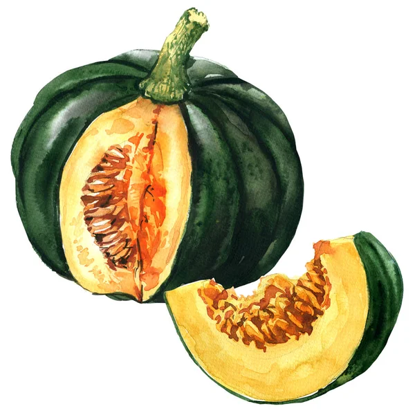 Groene pompoen met schijfje, herfst plantaardige geïsoleerde, aquarel illustratie op wit — Stockfoto