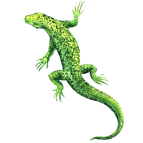 緑のトカゲ、上面図、白の分離、水彩のイラスト — ストック写真