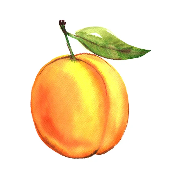 Ripe whole apricot with green leaf, yellow fruit isolated, watercolor illustration on white — Stock Photo, Image