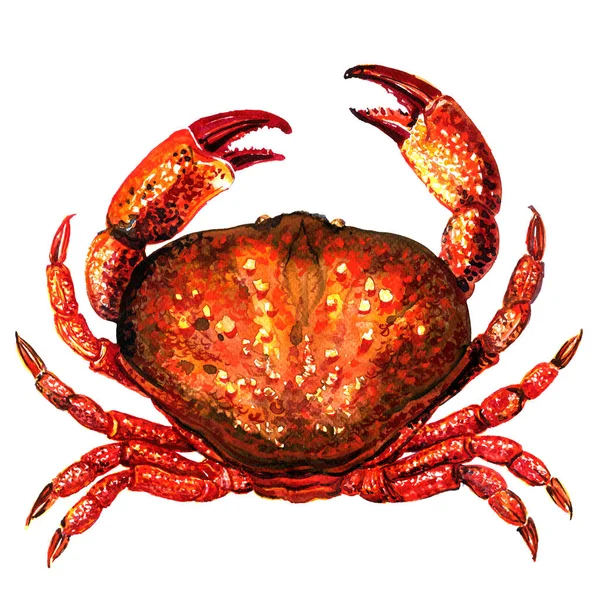 Красный краб, свежие морепродукты или моллюски, изолированные, вид сверху, акварель иллюстрация на белом — стоковое фото