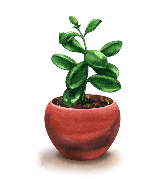 Kamerplant Crassula in pot geïsoleerd, geldboom, bloem sappige, aquarel illustratie op wit — Stockfoto