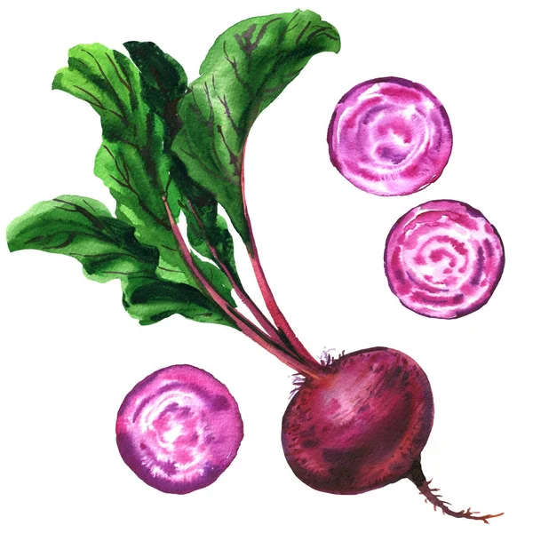 Beetroot dengan daun, utuh segar dan irisan bit terisolasi, mengatur bit, makanan, sayuran, cat air ilustrasi pada putih — Stok Foto