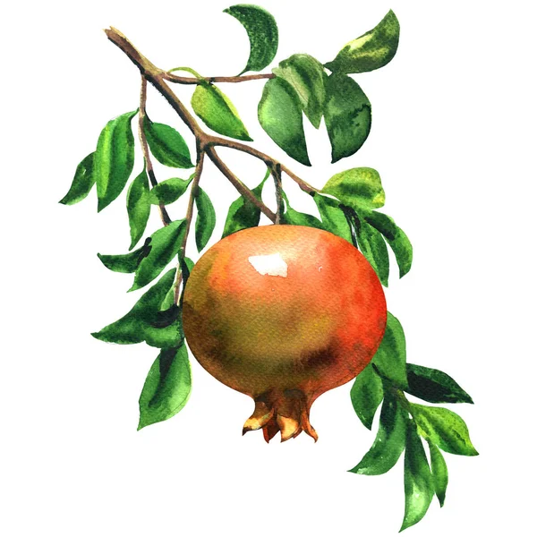 Ripe red pomegranate fruit on a branch with leaves isolated, watercolor illustration on white — Stock Photo, Image