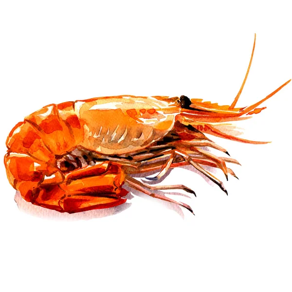 Camarão cozido vermelho, camarão tigre cozido, ingrediente de frutos do mar, isolado, ilustração aquarela no branco — Fotografia de Stock