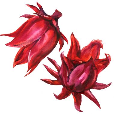 Kırmızı roselle, hibiscus sabdariffa, meyve çiçek, bitki, beyaz izole, suluboya resim