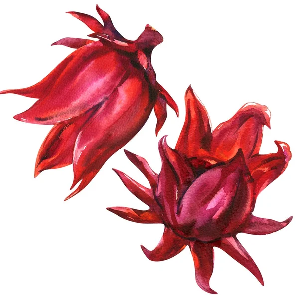 Rode roselle met hibiscus sabdariffa, vrucht, bloem, plant, geïsoleerde, aquarel illustratie op wit — Stockfoto