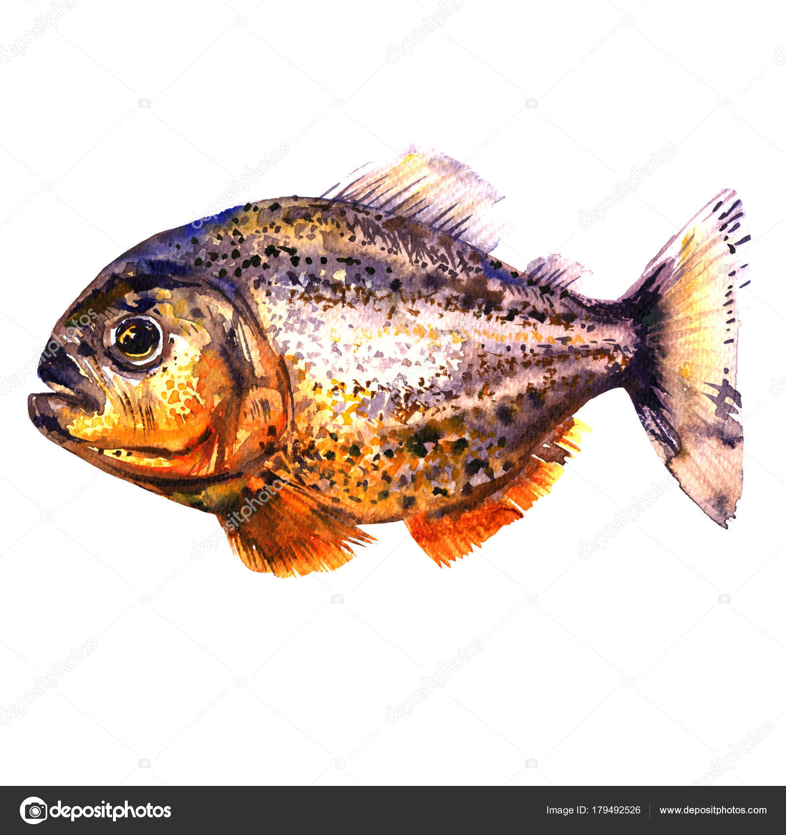 predatory tropical fish