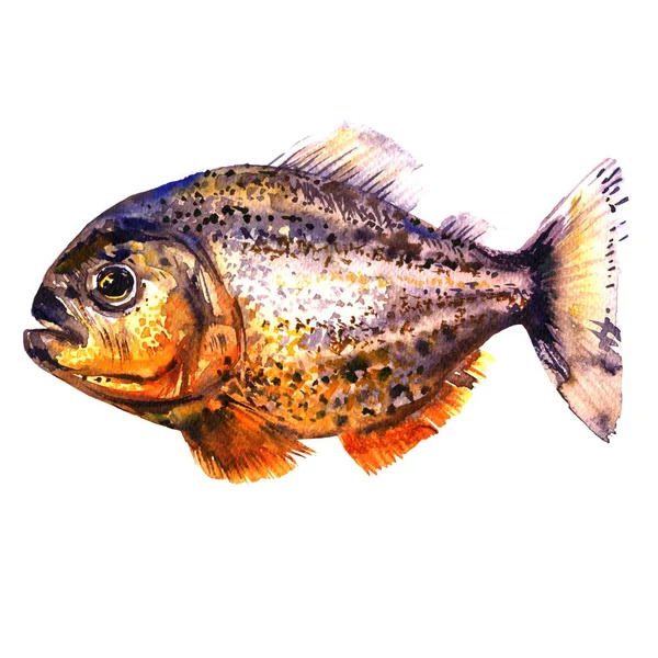 열 대 붉은 피, 약탈 하는 물고기, 측면 보기, pirahna, 화이트에 절연, 수채화 그림 — 스톡 사진