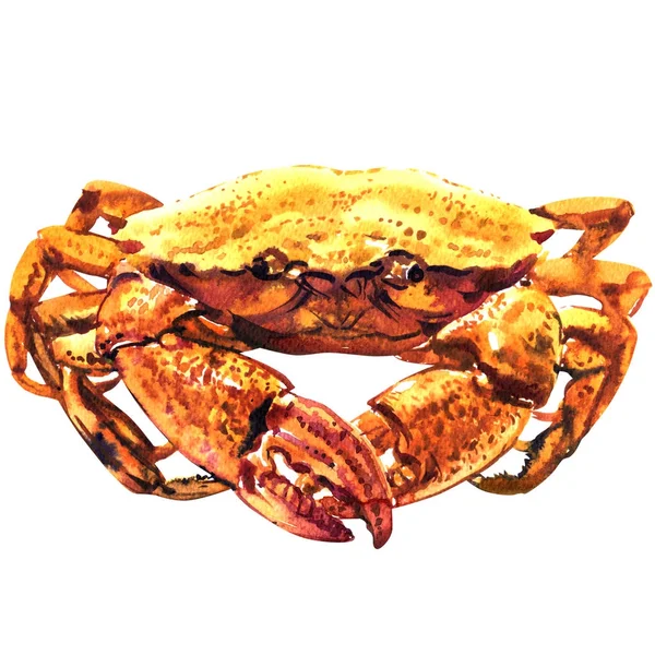 Cangrejo, mariscos, mariscos frescos, cangrejo dungeness cocido, cangrejo de barro serrado, aislado, acuarela ilustración en blanco — Foto de Stock