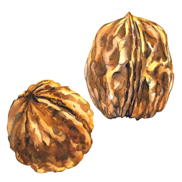 Objekt dva celé vlašské ořechy, vlašské ořechy, izolované, akvarel ilustrace na bílém — Stock fotografie