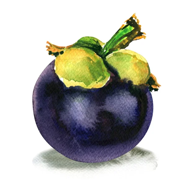 Mangostano viola, Garcinia mangostana, frutta intera tropicale matura isolata, illustrazione ad acquerello su bianco — Foto Stock