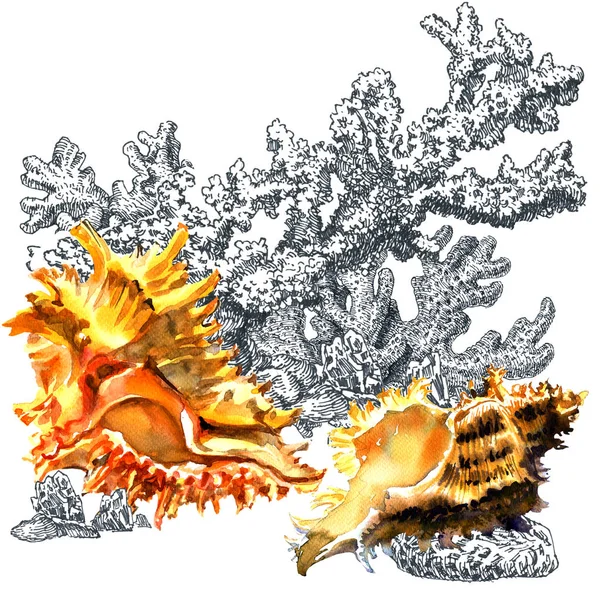 Seashells, coral. Vintage marine sea life composition. Hand drawn watercolor illustration, white background. Art design — Stock Photo, Image