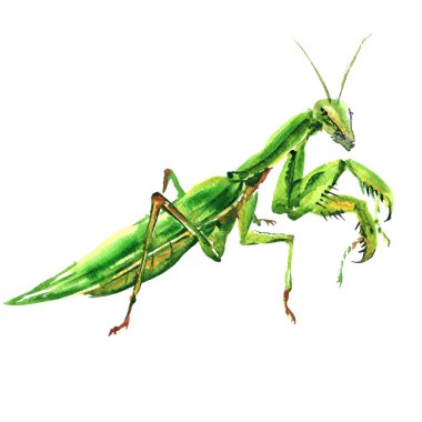 İzole, bi yeşil kadın Avrupa mantis, peygamber devesi, beyaz üzerine suluboya resim