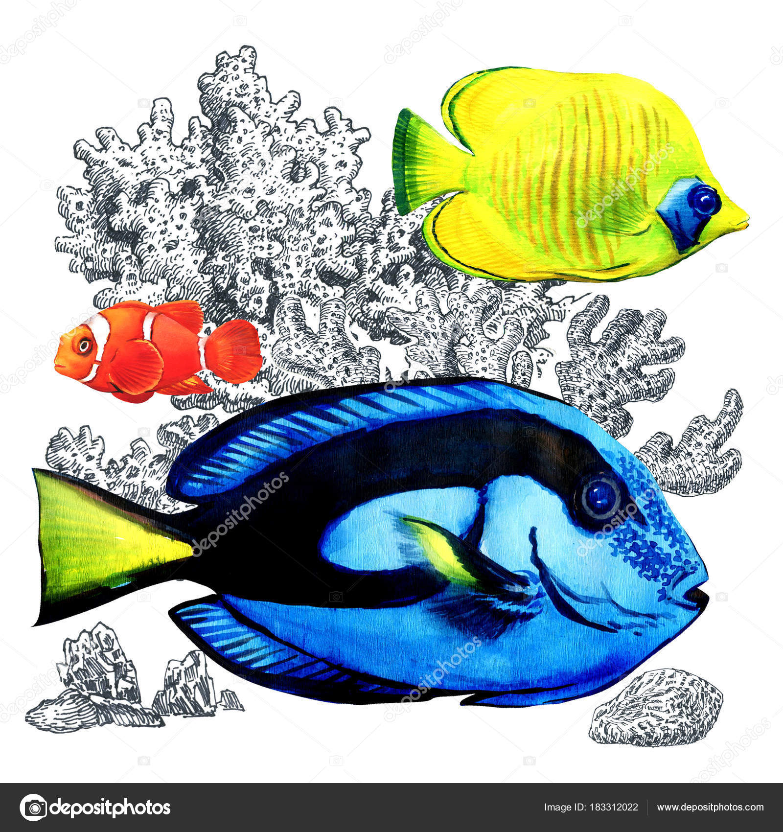 Marine coral fish with corals, isolated. Colorful sea fishes in aquarium.  Watercolor illustration on white background Stock Illustration by ©deslns  #183312022