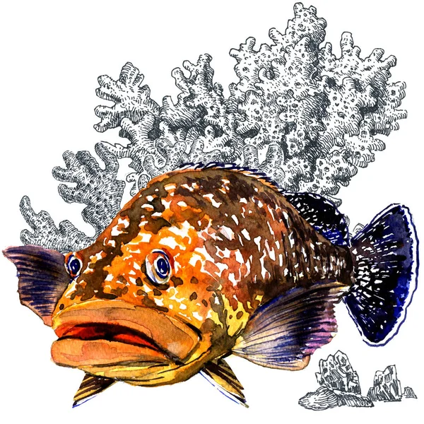 Frischer riesiger Zackenbarsch mit Korallen, isoliert. Aquarell-Illustration auf weißem Hintergrund. marine Tapete — Stockfoto