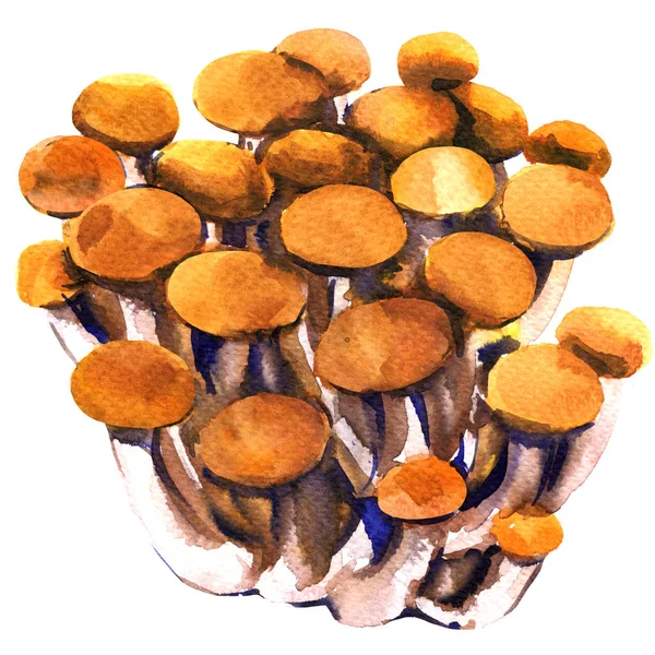 Champiñón de haya shimeji marrón fresco, primer plano, racimo de champiñones comestibles aislados, ilustración de acuarela en blanco — Foto de Stock