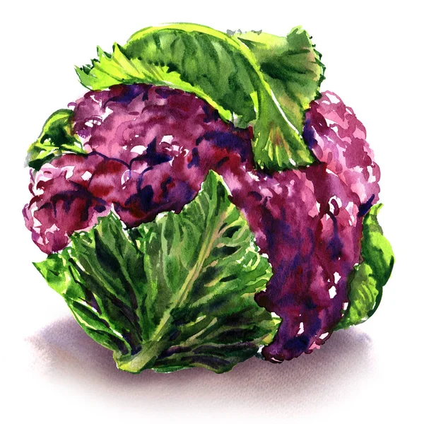 Fresh purple cauliflower with green leaves, isolated object, watercolor illustration on white — Stock Photo, Image