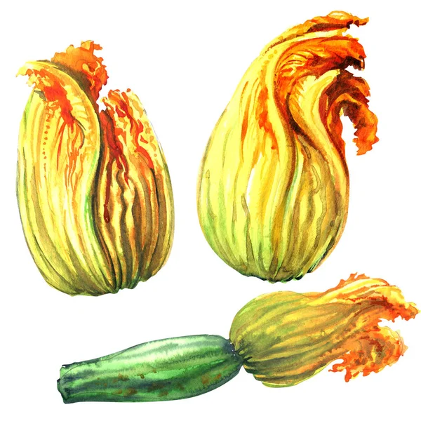 Abobrinha, flor de abóbora, flores de abóbora amarela, isolado, desenhado à mão ilustração aquarela no branco — Fotografia de Stock