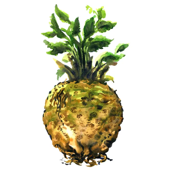 Raiz de aipo cru fresco com folha verde, alimento saudável isolado, ilustração aquarela desenhada à mão sobre branco — Fotografia de Stock