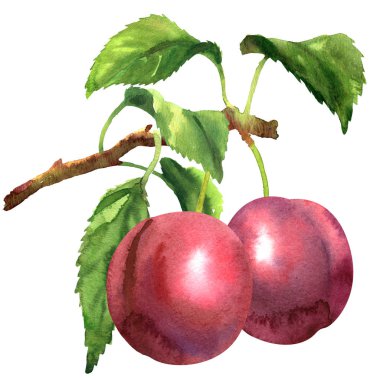 Taze iki kırmızı meyve Erik dalı yaprakları ile izole, beyaz üzerine elle çizilmiş suluboya resim