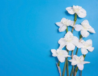 Beyaz Nergis, nergis, Zerrin buket çiçekler parlak mavi zemin üzerine ihale. Kopya alanı ile tebrik kartı