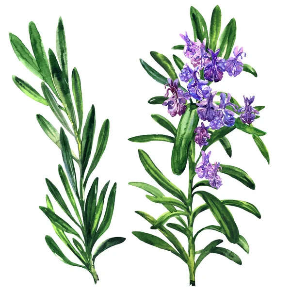 Čerstvý rozmarýn bylin a koření větev, rostlina s květy, samostatný, rukou nakreslené akvarel ilustrace na bílém — Stock fotografie