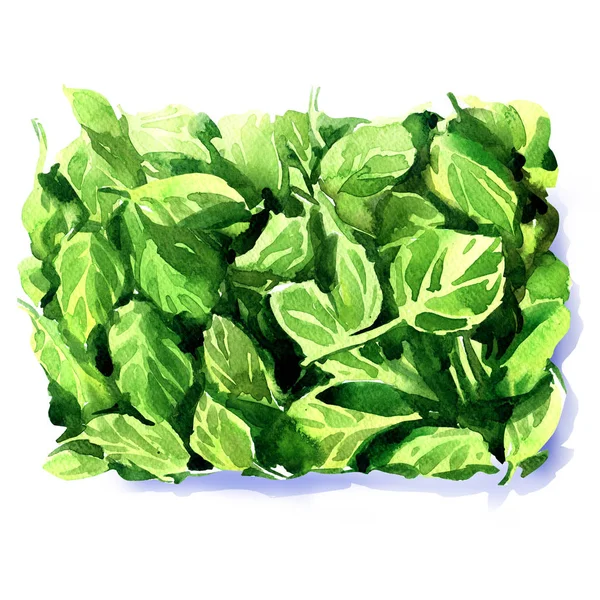 Färska gröna blad baby spenat eller pak choi isolerad, vegetarisk ekologisk sallad, hälsosam mat koncept, ovanifrån isolerad, handritad akvarell illustration på vitt — Stockfoto