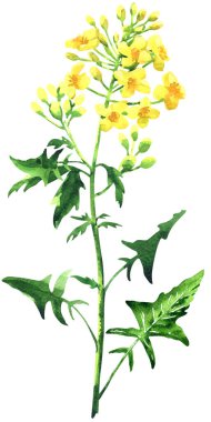 Rape blossom, flowering rapeseed canola or colza, blooming brassica napus yellow flower, plant for oil industry and green energy. isolated, hand drawn watercolor illustration on white