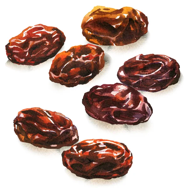 Brown raisins, dried berries of grapes. Vegetarian healthy snack, natural tasty sweets, organic food. Isolated objects, close-up, hand drawn watercolor illustration on white — Stock Photo, Image