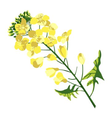 Tecavüz çiçeği, çiçek açan kolza ya da kolza, çiçek açan brassica napus sarı çiçeği, yağ tohumu, petrol endüstrisi için bitki ve yeşil enerji. izole edilmiş, elle çizilmiş vektör çizimi