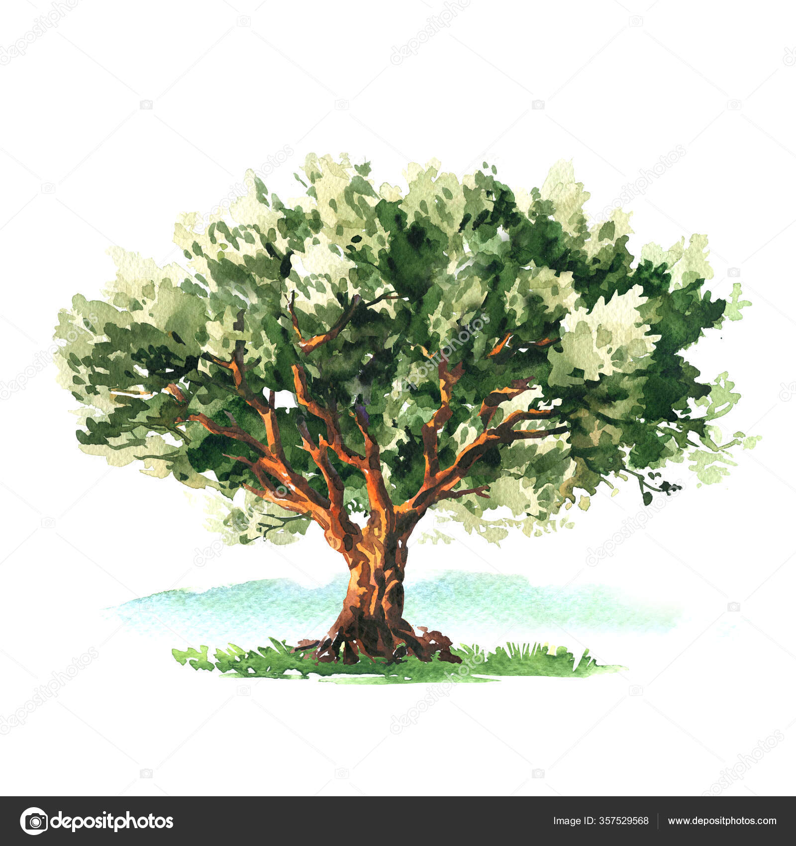 Big Green Deciduous Tree, Garden Or Forest Element For Design, Isolated, Hand Drawn Watercolor Illustration On White Stock Photo By ©Deslns 357529568