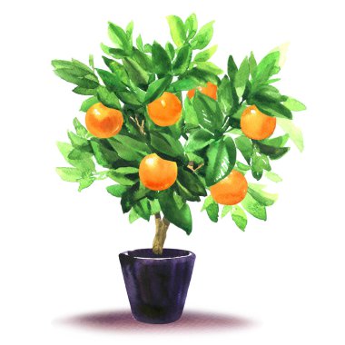 Çiçek saksısında yaprakları ve meyveleri olan portakal ağacı, turunçgiller, mandalina ya da mandalina bitkisi, küçük dekoratif narenciye bitkisi, yalıtılmış nesne, beyaz üzerine elle çizilmiş suluboya resmi