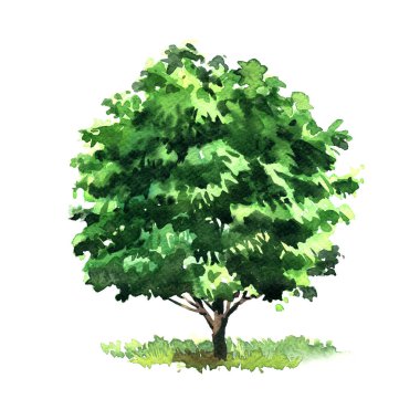 Tasarım için büyük yeşil yaprak döken ağaç, bahçe veya orman elementi, izole edilmiş, beyaz üzerine elle çizilmiş suluboya çizimi