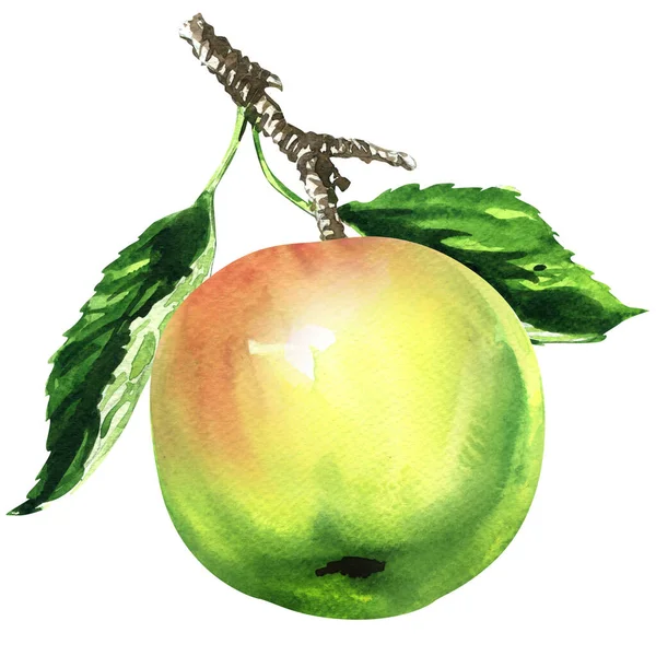 Rijp gren appel met rode blos op een tak met groene bladeren, sappig, vers, biologisch vitamine fruit, close-up, geïsoleerd, met de hand getekend aquarel illustratie op wit — Stockfoto