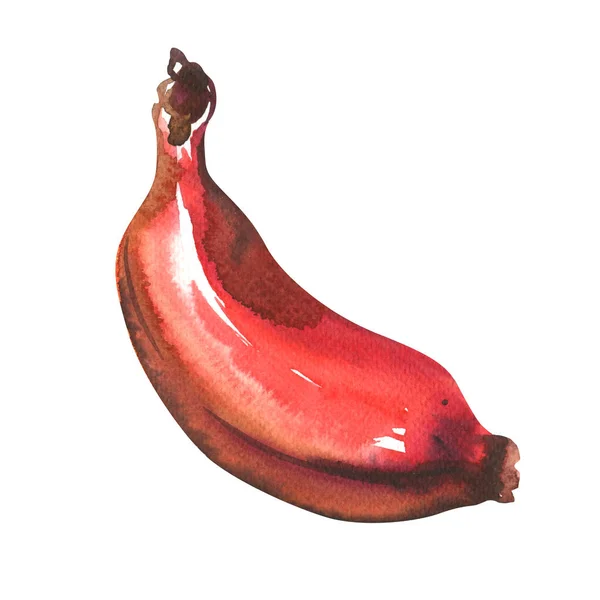 Świeży czerwony banan, słodki organiczny owoc tropikalny, wegetariański składnik żywności, zbliżenie, izolowane, ręcznie rysowane akwarela ilustracja na białym — Zdjęcie stockowe