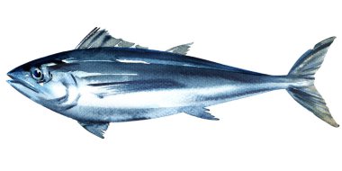 Mavi yüzgeçli ton balığı, tunny, taze tuzlu su balığı, Thunnus tinus, deniz ürünleri, yakın çekim, izole edilmiş, beyaz üzerine elle çizilmiş suluboya çizimi.