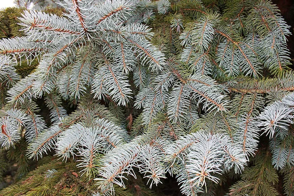 Natuurlijke Achtergrond Daglicht Levendige Natuurlijke Textuur — Stockfoto