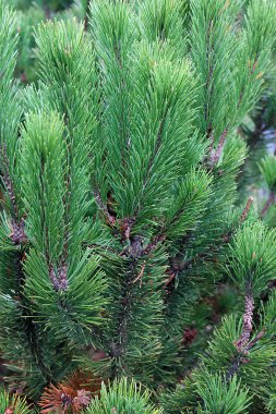 Gündüz doğal arka plan, canlı ve doğal doku