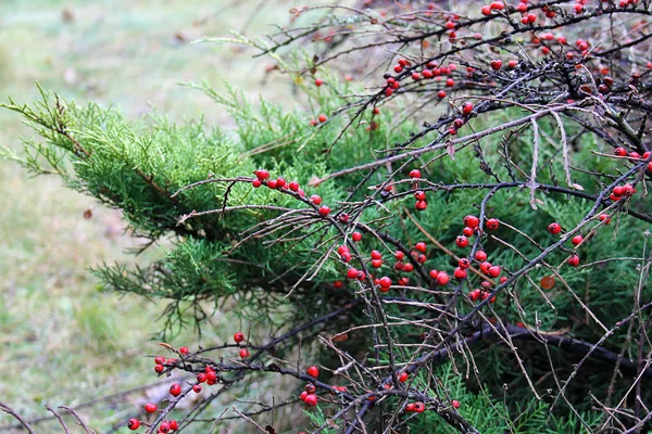 Natuurlijke Achtergrond Daglicht Levendige Natuurlijke Textuur — Stockfoto