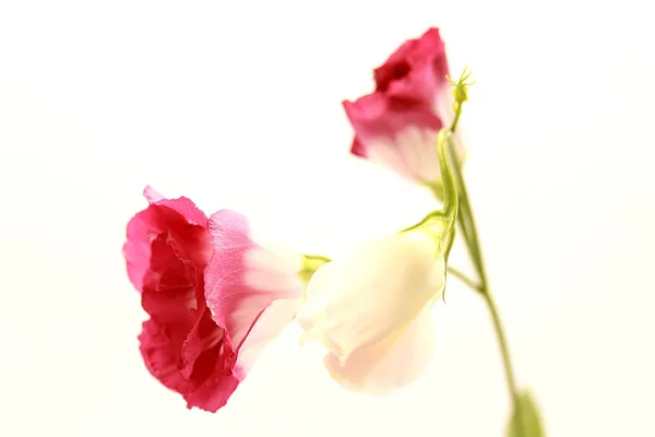 Japanese rose isolated on white backgroun