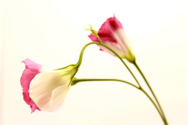 Japanese rose isolated on white background