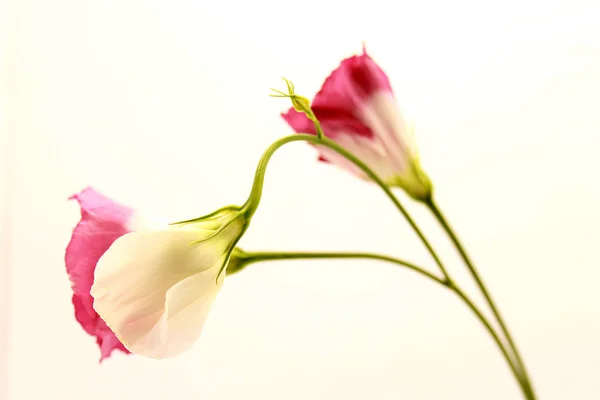 Japanese rose isolated on white background