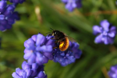 Bahar, yemyeşil çiçeklerin fotoğrafı, bal toplayan bir arı, yakın plan.