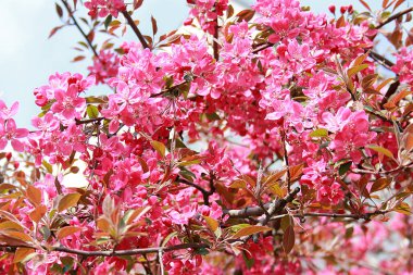 Bahar, çiçek açan güzel bir meyve ağacının fotoğrafı, yakın plan.