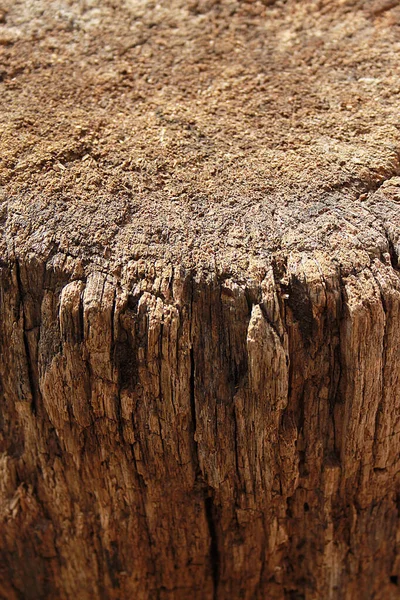 Background Photo Old Stump Closeup Wood Texture — Stock Photo, Image