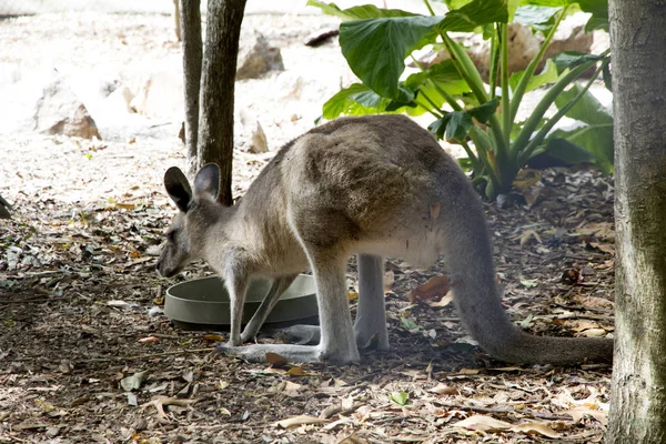 コアラはボウルから餌を与える ストック画像